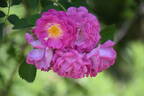 R. multiflora platyphylla rose photo
