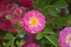 R. multiflora platyphylla rose photo