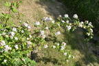R. multiflora cathayensis rose photo