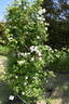 R. multiflora rose photo