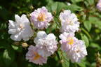 R. multiflora rose photo