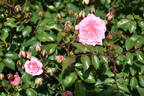 Sweet Drift rose photo