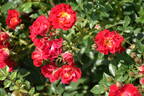 Red Drift ® rose photo