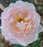 Sharifa Asma ® rose photo