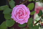 Summer Romance rose photo