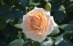 Marilyn Monroe ™ rose photo