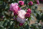 Chant Rose Misato rose photo