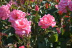 Hoh-Jun rose photo