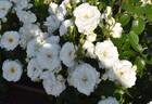 Princess of Wales rose photo