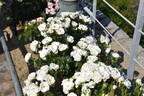 Princess of Wales rose photo