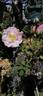 Baby Betsy McCall rose photo