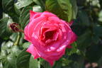Maria Callas rose photo