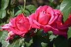 Maria Callas rose photo