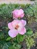 Frau Astrid Späth rose photo