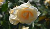 Lady Hillingdon (Tea, Lowe rose photo