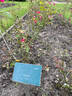 Rödhätte rose photo