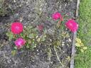 Rödhätte rose photo