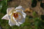 Madame Mélanie Soupert rose photo