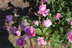 Madame Pierre Euler rose photo