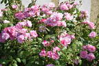 Astrid Späth rose photo