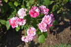 Astrid Späth rose photo
