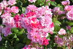 Astrid Späth rose photo