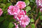 Astrid Späth rose photo