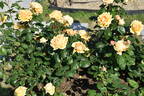 Cynthia Brooke rose photo