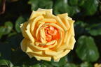 Cynthia Brooke rose photo