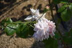 Grey Pearl rose photo