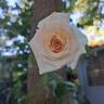 La Sauvagine Terre et Passion rose photo