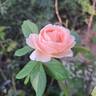 Donatella rose photo