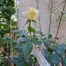 Sophia Renaissance rose photo