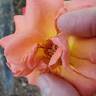 Mojave rose photo