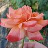 Mojave rose photo