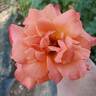 Mojave rose photo