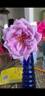 Mamy Blue ® rose photo