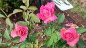 High Esteem rose photo
