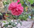 Mirato ® rose photo