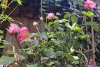 Pomponella ® rose photo