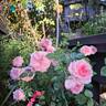 The Faun rose photo
