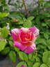 Emma's Whims rose photo