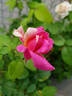 Emma's Whims rose photo