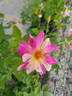 Emma's Whims rose photo