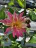 Emma's Whims rose photo