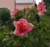 Emma's Whims rose photo