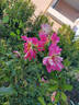 Emma's Whims rose photo