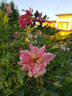 Emma's Whims rose photo
