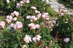 Ma Perkins rose photo