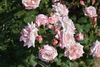 Ma Perkins rose photo